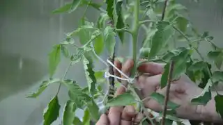 Подвяжите стебель, захватив веревкой ствол томата так, чтобы он не плотно прилегал к колышку