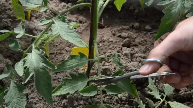 Как удалять листья правильно?