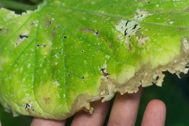 Грибные болезни лучше всего видно на листве