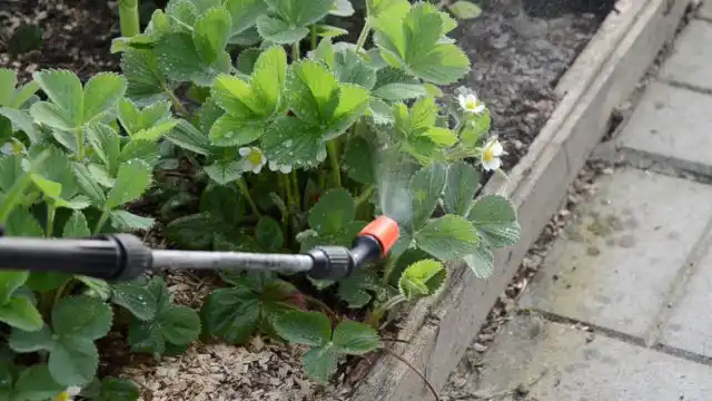 Правила проведения внекорневых подкормок