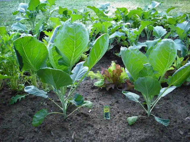 Брюссельская капуста — идеальный вид для смешанных посадок