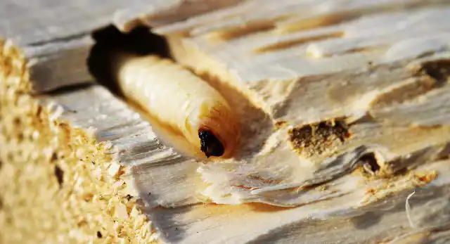 Короед лакомится древесиной