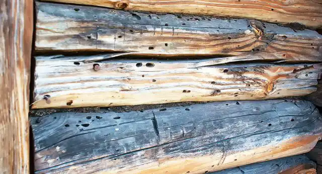 Следы соседства с короедом на стене дома