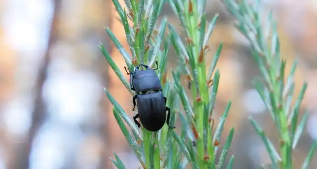 Короед на участке