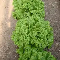 Сорт салата «Восторг»