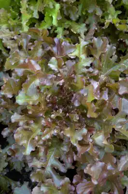 Сорт салата «Рубин»