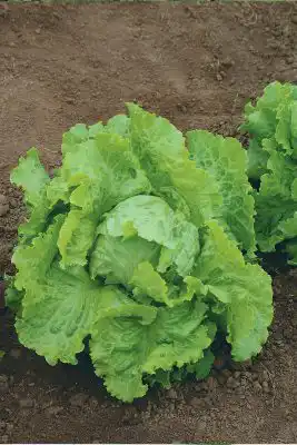 Сорт салата «Снежана»