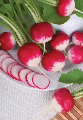 Сорт редиса «Рекорд»