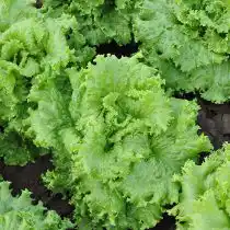 Сорт салата «Успех»