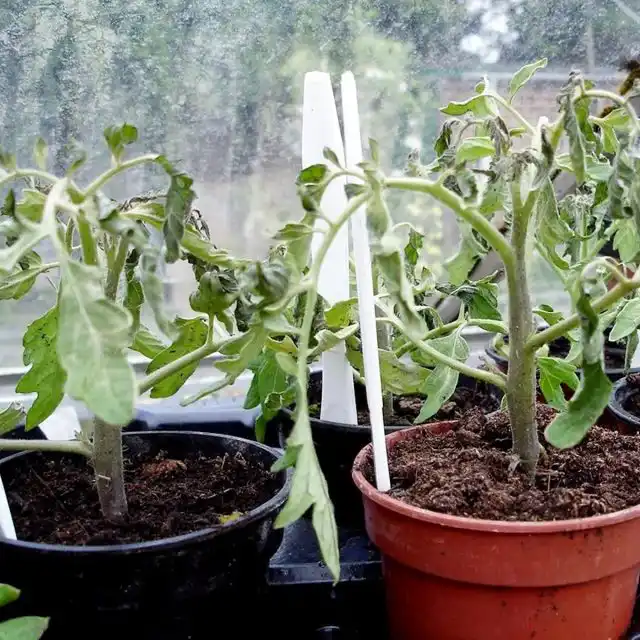 Больная рассада томатов