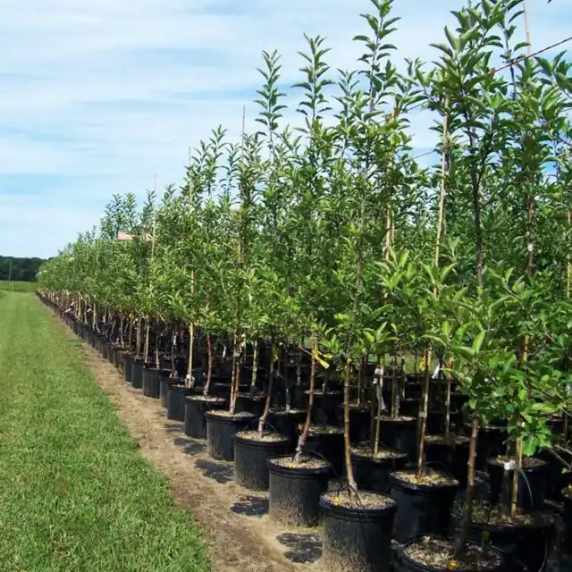 Выбор саженцев в питомнике