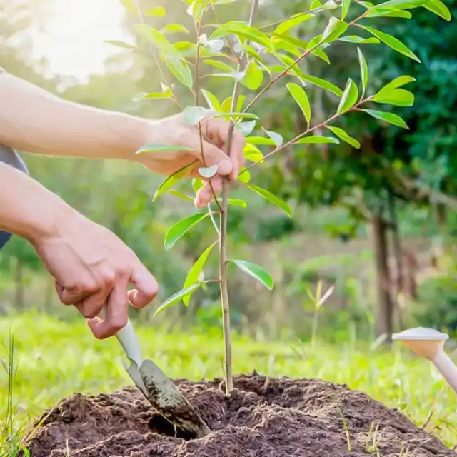 Высадка саженца в грунт