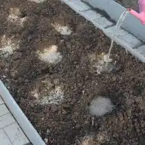 Делаем посадочные лунки, затем запрявляем их удобрениями и проливаем водой