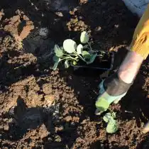 Извлекаем рассаду из горшков