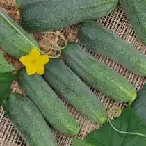 Пчёлоопыляемый гибрид «Трапезный F1»