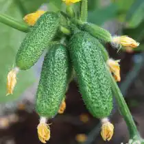 Партенокарпический гибрид огурца «Атос F1»