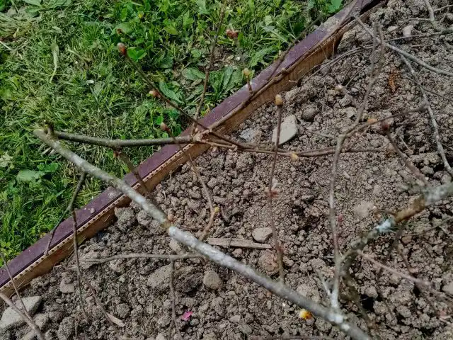 Наша грядка — картон хорошо видно, а грядка закрыта веточками от кота