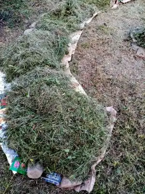 Земляничник — начало