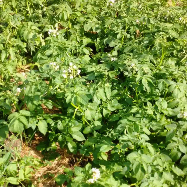 Картошка в траве