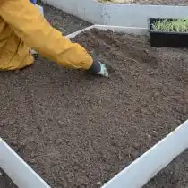 Приготовьте грядку по тому же принципу, что и для высадки лука-севка