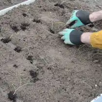 Высадите рассаду