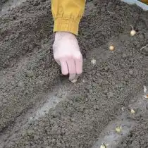 Сделайте борозды глубиной около 5-7 см. Пролейте борозды водой и высадите севок