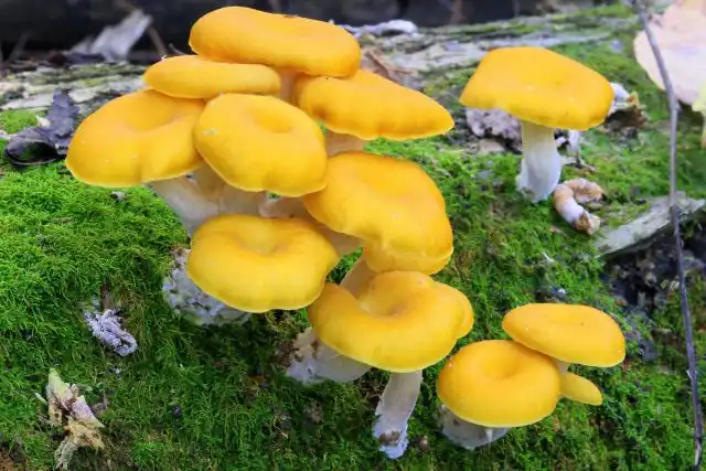 Вешенка лимонная (Pleurotus citrinopileatus)