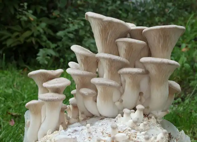 Вешенка королевская, или степная (Pleurotus eryngii)