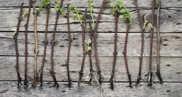 Укоренённые черенки винограда