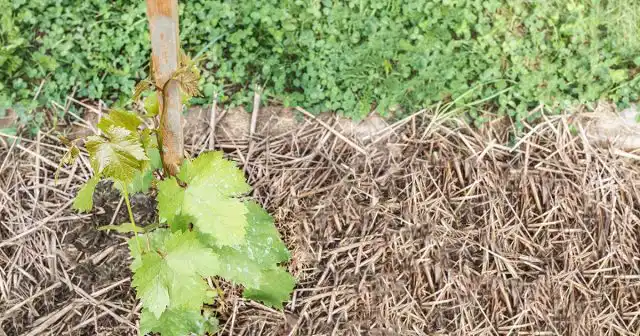Высаженный в грунт виноград