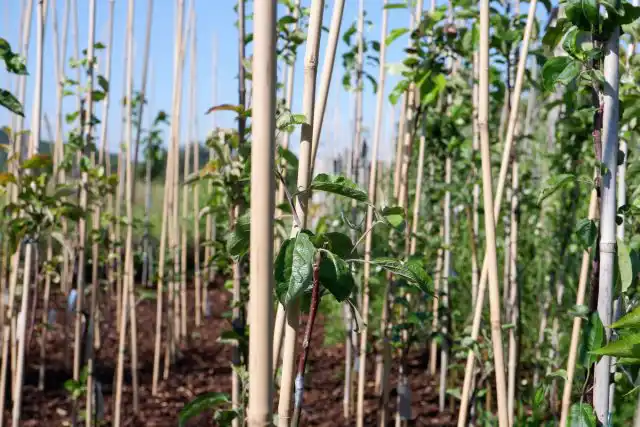Место, где росли ваши деревья и кустарники, не должно быть секретным