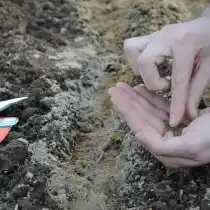 Традиционные семена