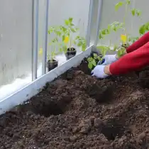 Проливаем лунки и высаживаем рассаду