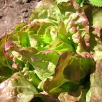 Салат «Редкросс» (Redcross)