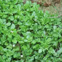 Водяной кресс, или Жеруха (Nasturtium officinale) 