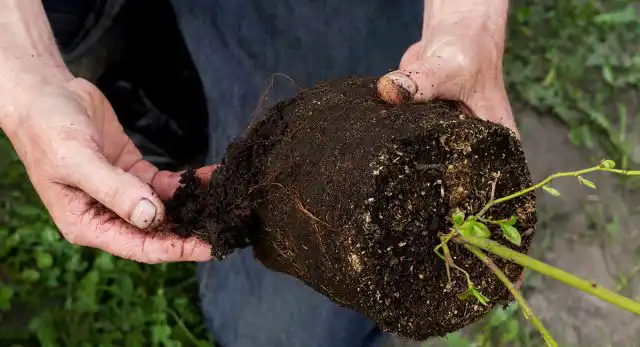 Растение из горшка