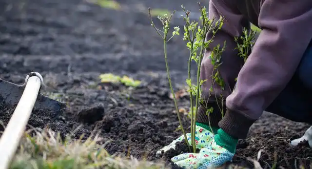 Высадка саженца в грунт