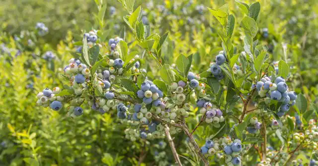 Здоровые ягоды голубики