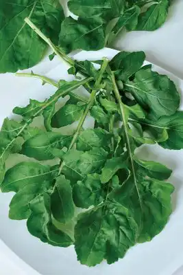 Сорт рукколы культурной «Диковина»