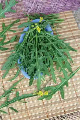 Сорт рукколы дикой «Стрелы купидона»