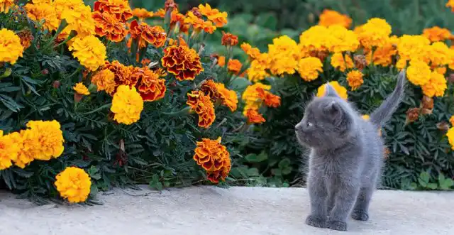 Бархатцы могут помочь отпугнуть клещей