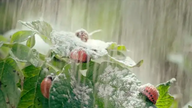 Обработка растения, инфицированного колорадским жуком