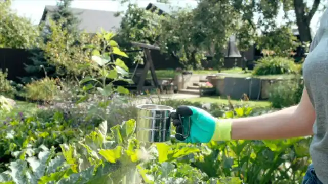 Опыливание растений на участке препаратом в виде порошка