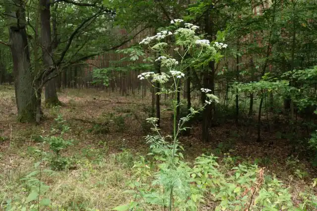 Болиголов пятнистый (Conium maculatum)