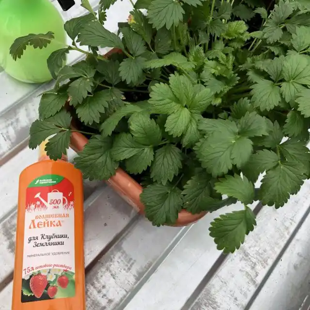 Специализированное удобрение «Волшебная лейка для клубники и земляники»