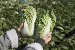 Пекинская капуста