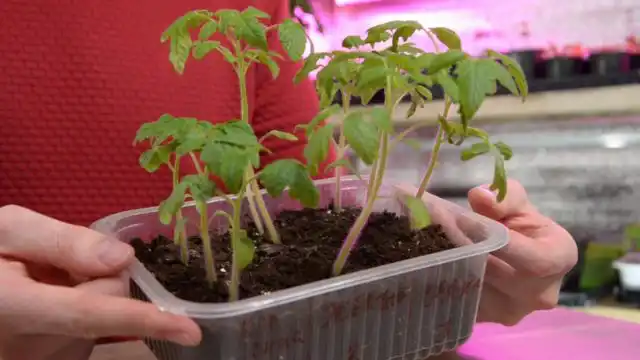 Рассада томатов готова к пикировке и пересадке