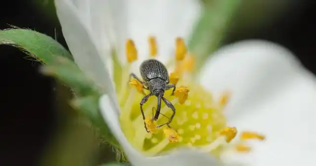 Долгоносик на растении