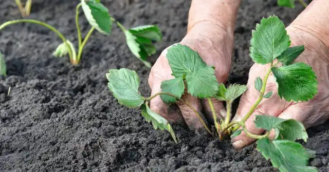 Пересадка клубники
