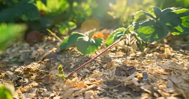 Почва, мульчированная опилками